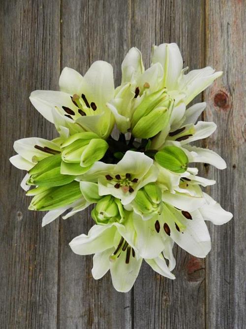 Wholesale White L.A. Hybrid Lilies Delivered Online FlowerFarm